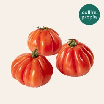 Tomate Cor de Bou