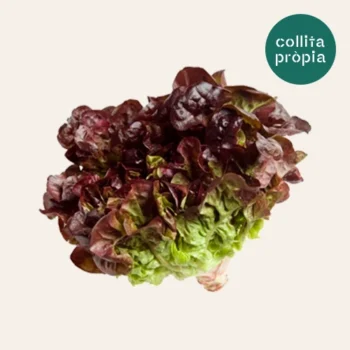 Hoja de Roble