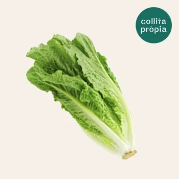 Lechuga larga