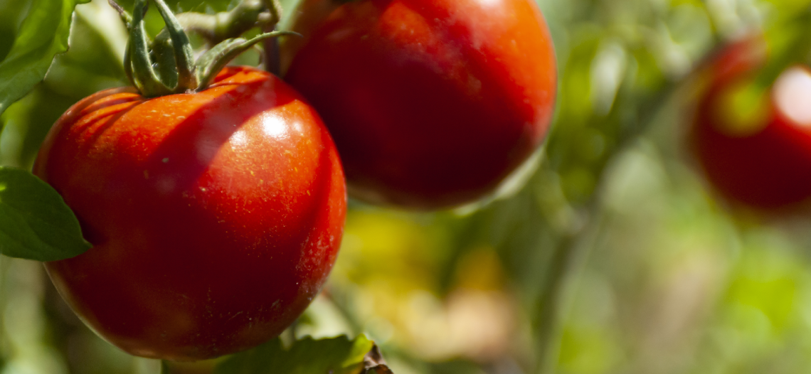tomatas
